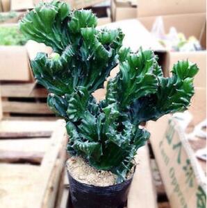 带根超大玉麒麟多肉盆栽龙骨 嫁接麒麟植物室内办公桌摆趣味包邮