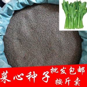 四九菜心蔬菜种子南北方四季播阳台庭院田地菜心蔬菜籽