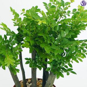 榆钱树盆栽盆景植物盆栽室内绿植花卉六月雪树桩榆树盆景四季常.