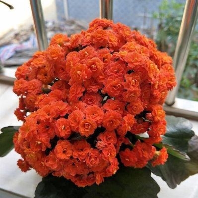 紫桩长寿花重瓣大花四季老景真花植物盆色室内绿巴黎y大朵四季白