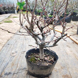 170人付款淘宝m黑珊瑚 海棠四k盆盆花季开花好养花卉植物室s内花庭院