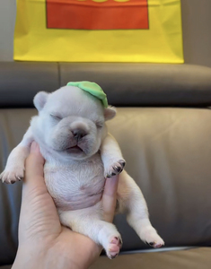 法国斗牛犬爱心领养奶牛当天发货短毛狗斗牛多只挑选可爱小狗