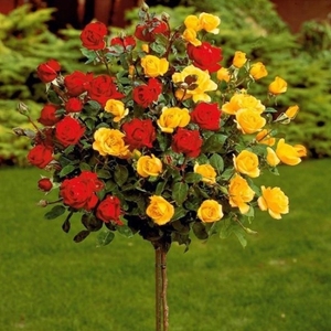 一树多色月季花树壮嫁接七彩桩植物庭院栽植浓香四季花卉老桩苗木