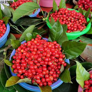 四川米易草小樱桃2000g新鲜水果孕妇宝黄妈枝花小攀樱桃四川米易