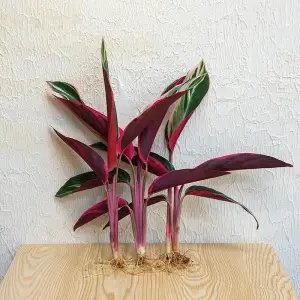 22凤凰羽水培植物室内绿植彩虹羽花卉盆栽富贵竹芋好养客厅桌面c