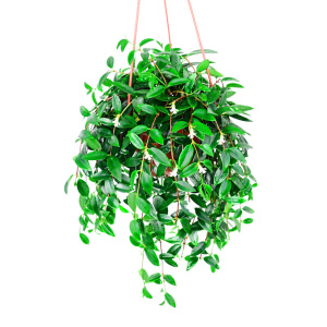 22c吉祥果吊兰口红花室内长藤垂吊植物常春藤悬挂绿植净化空气a.