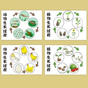 幼儿园科学区区域材料投放大班中班手工自制玩教具动植物成长周期