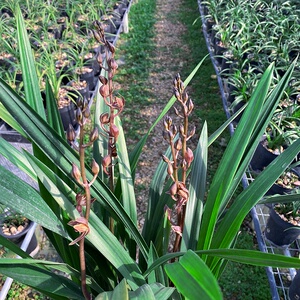 兰花苗十八娇墨兰报岁兰矮种荷瓣浓香好养绿植花卉冬季带花苞