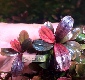 人付款淘宝22辣椒榕经典系列组合小叶冥王科达岗布t朗尼棕圆叶海莲娜