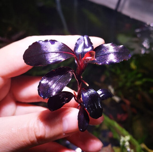 22辣椒榕圆叶海莲娜老版p海伦娜辣椒蓉 nk种源 老版精品单头水草