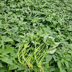 广西农家食叶型五叉红薯苗新鲜蔬菜五角尖叶专吃叶子番薯地瓜苗