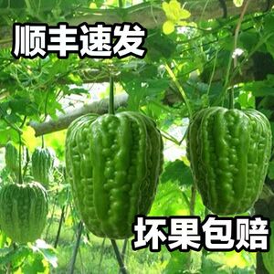 现摘凉瓜广东蔬菜大顶苦瓜 新鲜广州 农家自种雷公凿肉厚甘凉下火