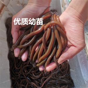 鳝鱼苗   鲜活黄m鳝苗长鱼苗小黄鳝泥鳅淡水养殖鳝鱼幼苗一斤包活
