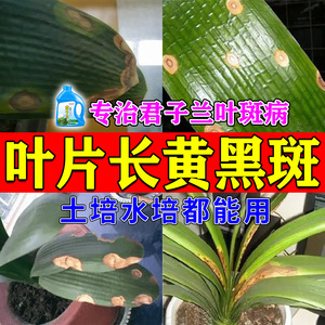 君子兰叶片长黄斑水培土培果苗通用型营养液叶斑病锈斑黑斑效果好
