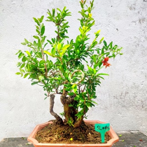 一物一拍【石榴盆景】大红袍牡丹花原盆原土木架顺丰包邮