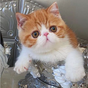 红小胖同款电影版加菲猫活体纯种异国短毛猫宠物猫波斯大脸猫幼猫