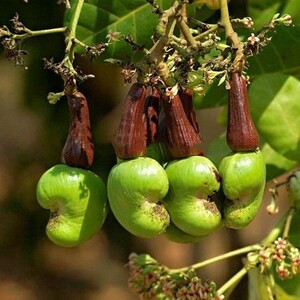 正宗南方嫁接腰果苗南北方种植当年结果包成活鸡腰果树苗果树盆栽