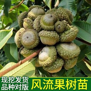 嫁接风流果树苗文玩双肾子树苗阴阳果树苗强肾风流果苗龟头子树苗