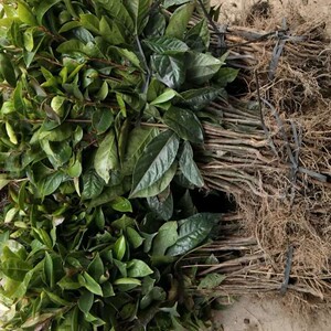 白花山茶油种植木子江西果树苗广西茶树大果油茶果苗零售批发部门