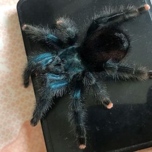巴西蓝绿粉趾2-3cm宠物蜘蛛新手入坑