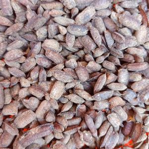 土元卵块 土元卵 土鳖虫卵 新鲜卵块 土元幼苗 芝麻虫 500g包邮