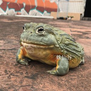 非洲牛蛙宠物巨型