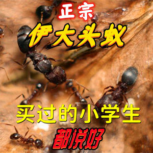 伊大头蚁 蚂蚁活体宠物蚁后弓背蚁蚂蚁巢生日礼物活大头蚂蚁异宠
