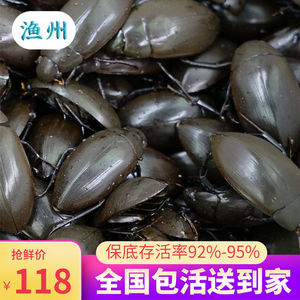 老鳖虫