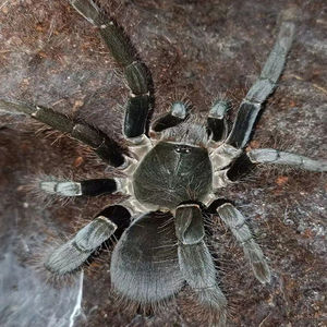 巨型大蜘蛛活体海格力斯巨人巴布足展1-18厘米爬行宠物稀奇昆虫