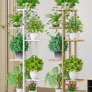 顶天立地花架木