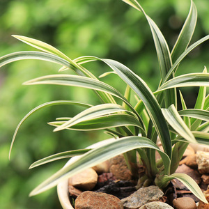 兰花 金凤凰金边线艺矮种兰花苗国兰草花卉盆栽绿植物建兰四季兰