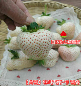 22日本粉白草莓苗尚雪草莓苗也叫天使7号 x雪兔进口盆栽草莓苗a.