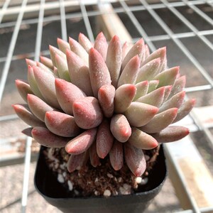 大洋园艺 c所罗门2头 多肉老桩植物组合盆栽 多肉室内阳台绿植