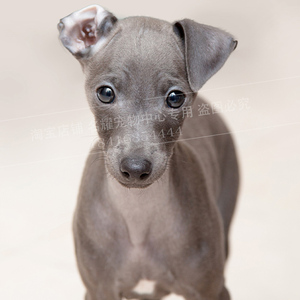 意大利小灵缇犬幼犬网红奥利物纯种灵缇犬蓝色家养小型宠物灵缇狗