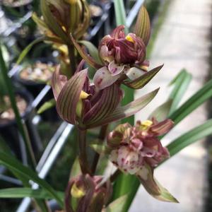 芳韵兰阁兰花兰花苗浓香春剑红盖世牡丹室内阳台花卉园艺绿植