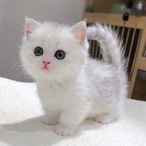 银渐层幼猫活体蓝眼睛银点长不大的纯种曼基康矮脚折耳英短蓝白猫