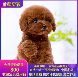 纯种泰迪幼犬纯种活体袖珍茶杯犬灰红棕色贵宾长不大小型宠物狗狗