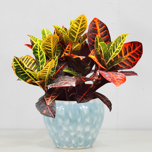 新品变叶木盆栽招财变色木本植物阳内外易m活花室绿植花园叶台花