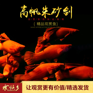 红剑鱼高帆朱砂红箭红剑菊花狼牙帆剑鱼红k玛丽胎生鱼热带观赏小