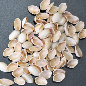 开心果壳diy手工材料抖音工艺品创意客厅装饰画制作插花干花500g