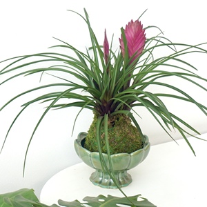 铁兰苔藓球｜紫花凤梨植物室内客厅好养花卉植物