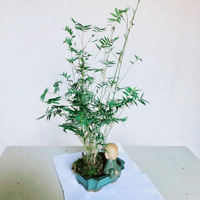米型意植小苗院竹子竹景观赏境室植庭竹尾客内厅凤竹竹盆物风h绿