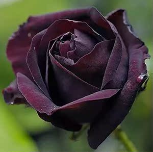 路易十四玫瑰花苗