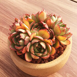 央金多肉植物杨金群生多头老桩e一物一拍组合盆栽绿植超大