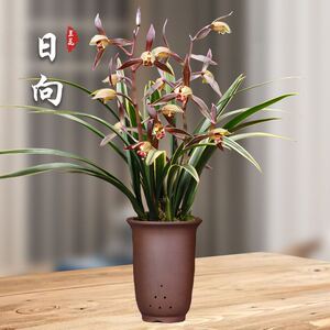 墨兰金边兰花日向