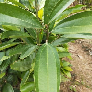 五一桂桂上肉树1桂木桂棵桂苗香玉苗树皮桂树大以包圆颗10i0