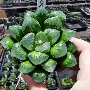 新品9cm绿焰寿鸣蛇寿纹w路特别皮上窗一物一拍带盆发货十二卷多肉