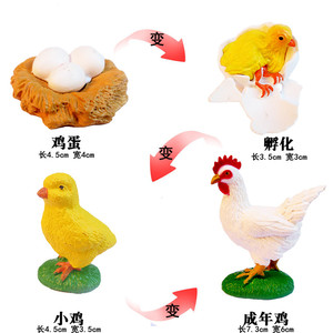 孵化鸡21的变化图图片