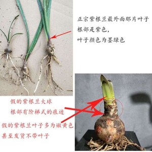 花卉盆栽紫根兰