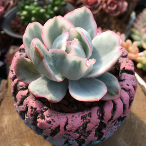 新克利锦 多肉植物  多肉伯克利 伯克利锦一物一拍w萌肉肉组合盆